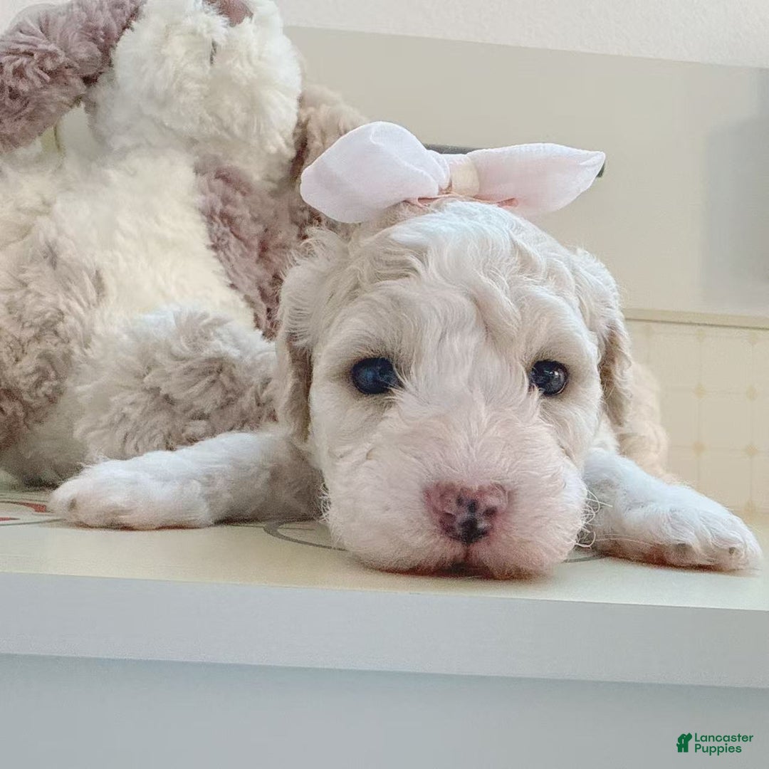 Bichpoo dogs for sale: Snow - Ad 2