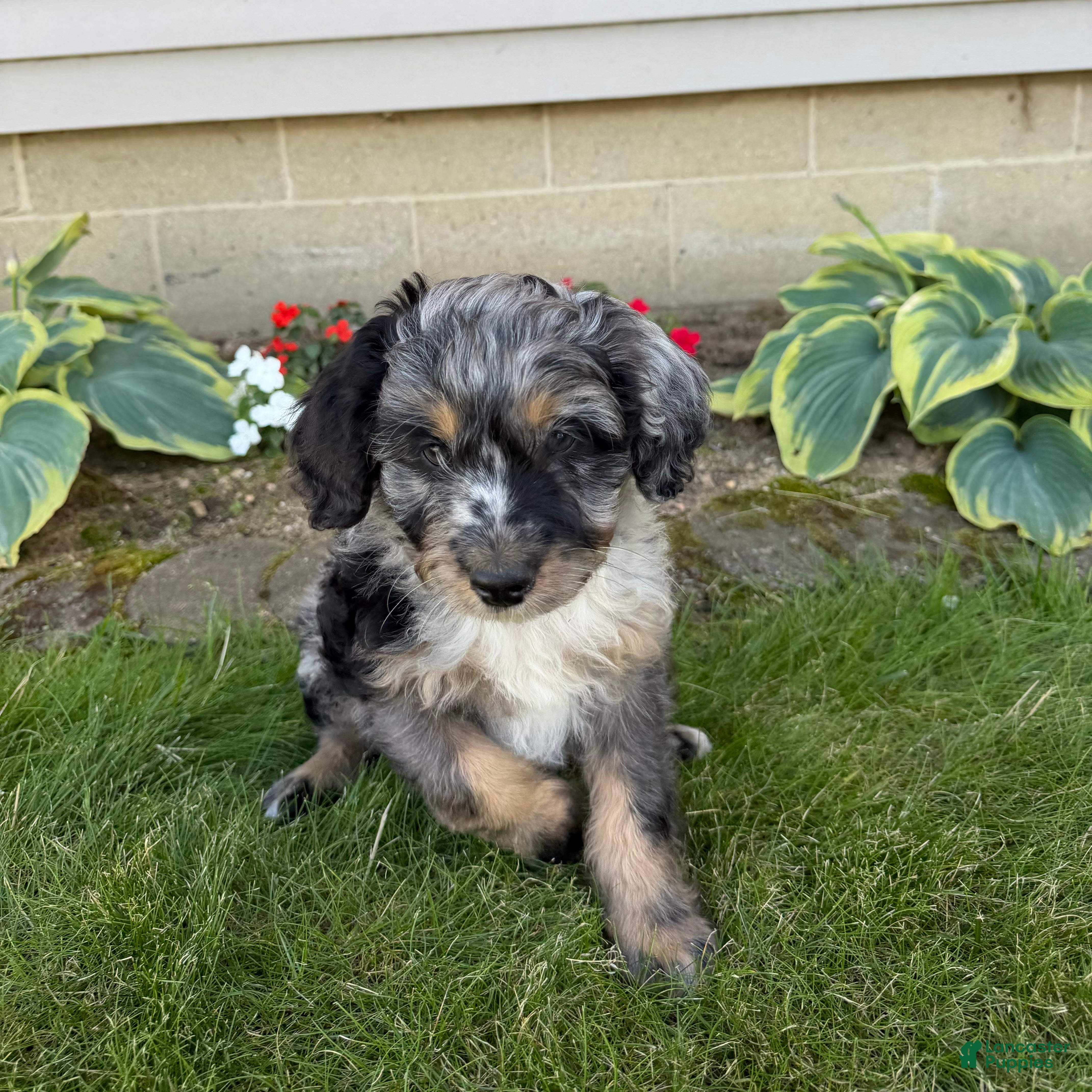 Aussiedoodle dogs Bruno - Ad 2