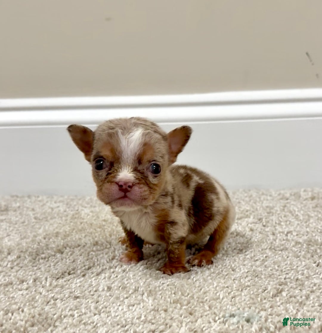 English Bulldog dogs for sale: Kookie - Ad 2