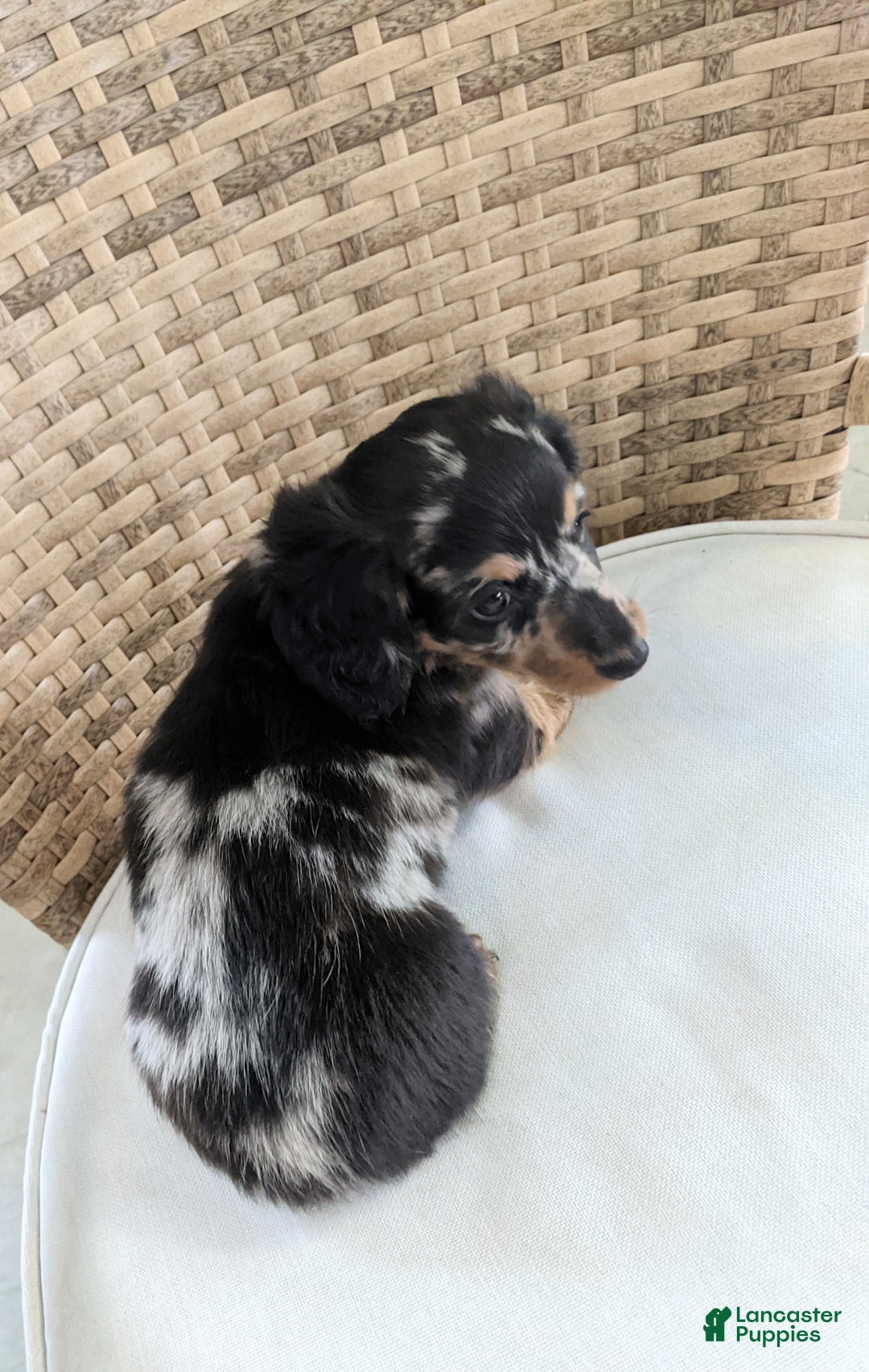 Miniature Dachshund dogs for sale: Freddie  - Ad 5