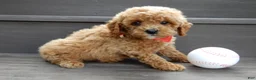 Cavapoo dogs for sale: Miles - Ad 4