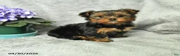 Yorkshire Terrier dogs for sale: Bronson - Ad 1