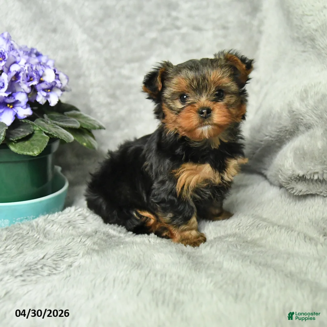 Yorkshire Terrier dogs for sale: Bronson - Ad 1
