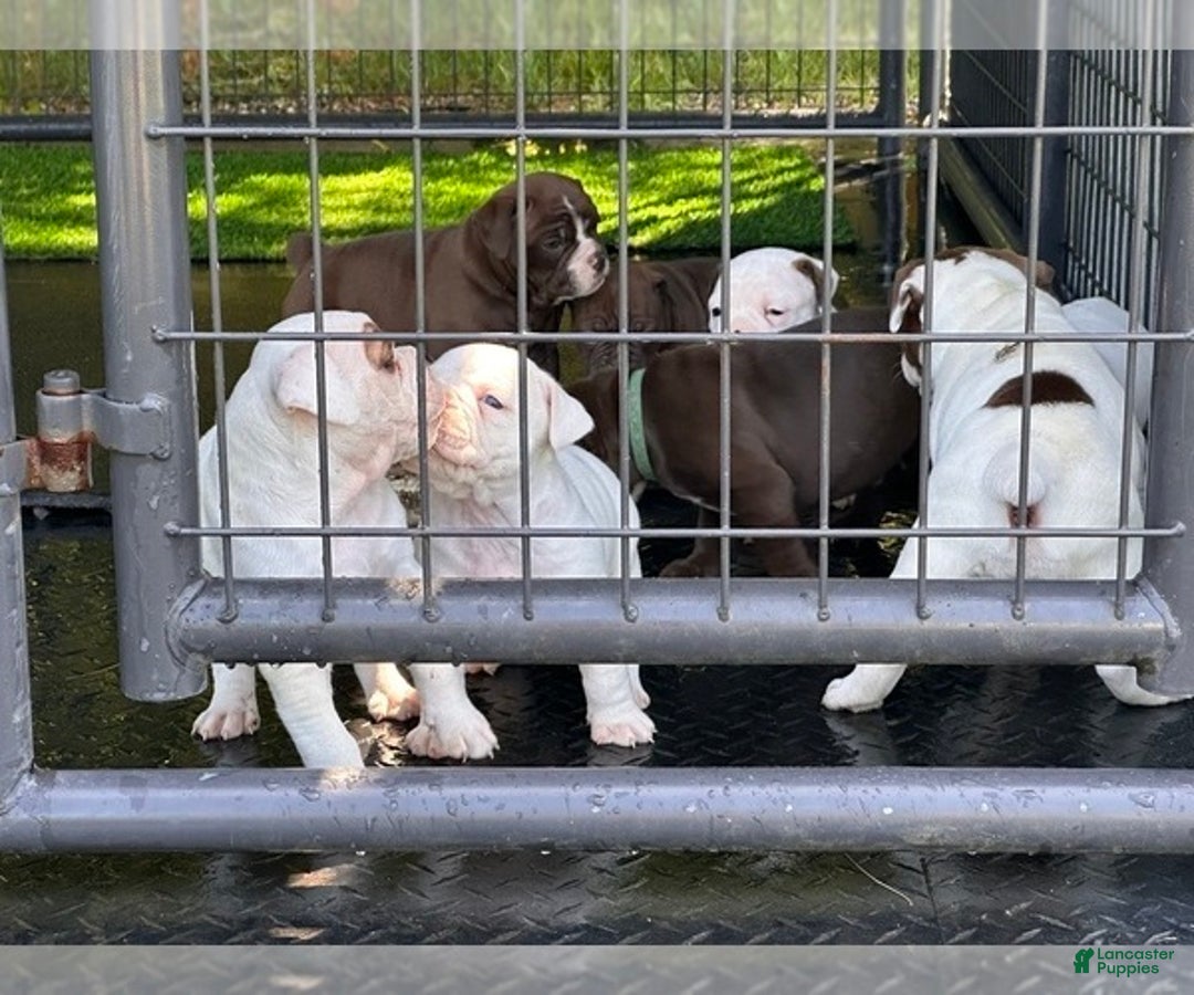 Olde English Bulldogge dogs for sale: Olde English Bulldogge Puppy 4 - Ad 2
