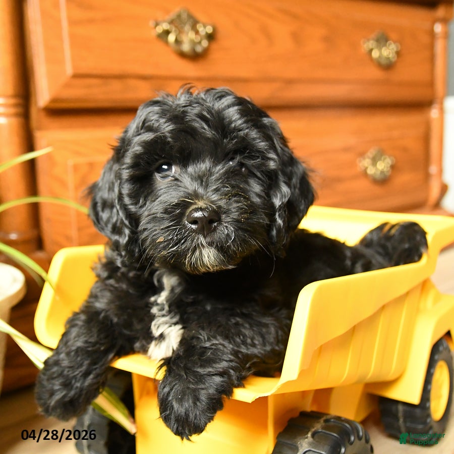 Havapoo dogs Bouncer - Ad 2