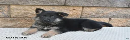 German Shepherd dogs for sale: Victor - Ad 4