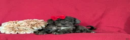 Miniature Poodle dogs for sale: Pansy - Ad 5
