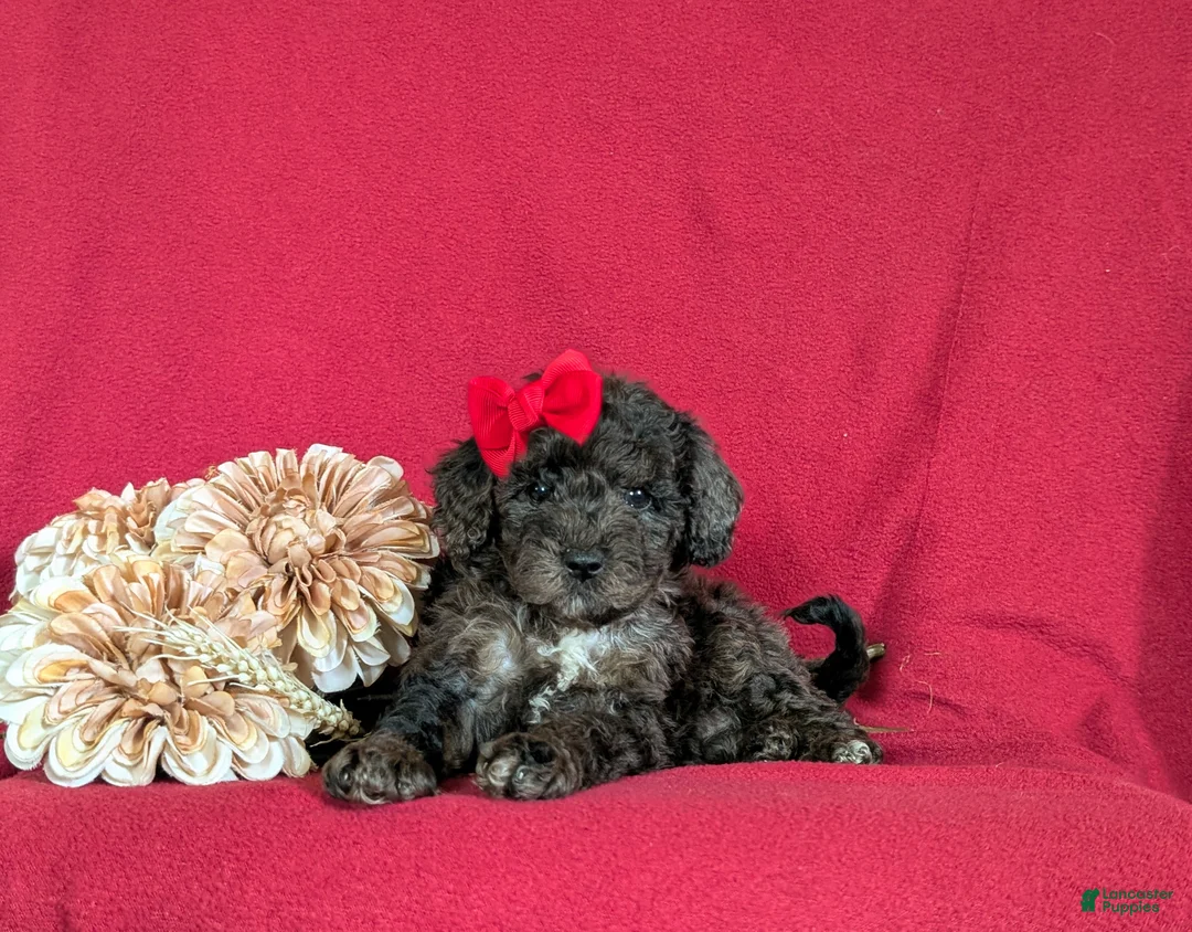 Miniature Poodle dogs for sale: Pansy - Ad 5