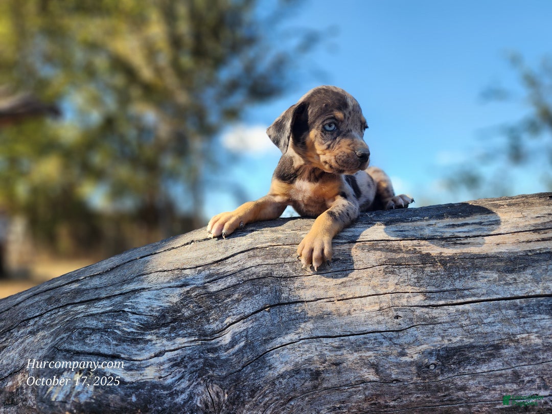 Catahoula Leopard Dog dogs for sale: Houdini 2025 Female 1 - Ad 3