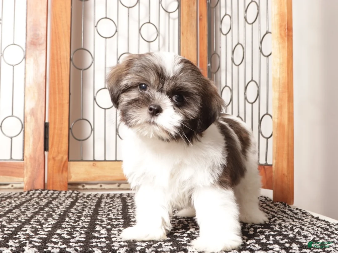 Shih Tzu dogs for sale: Kiwi - Ad 1