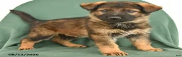 German Shepherd dogs for sale: Griffin - Ad 4