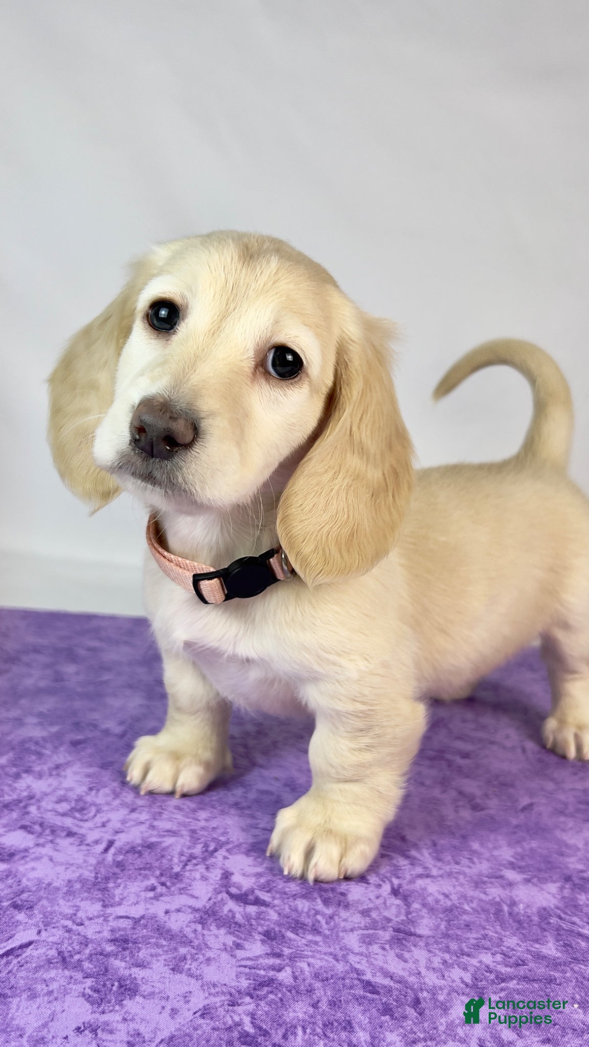 Miniature Dachshund dogs Swiss - Ad 1