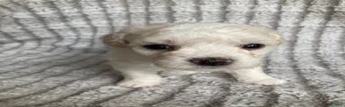 Koda
