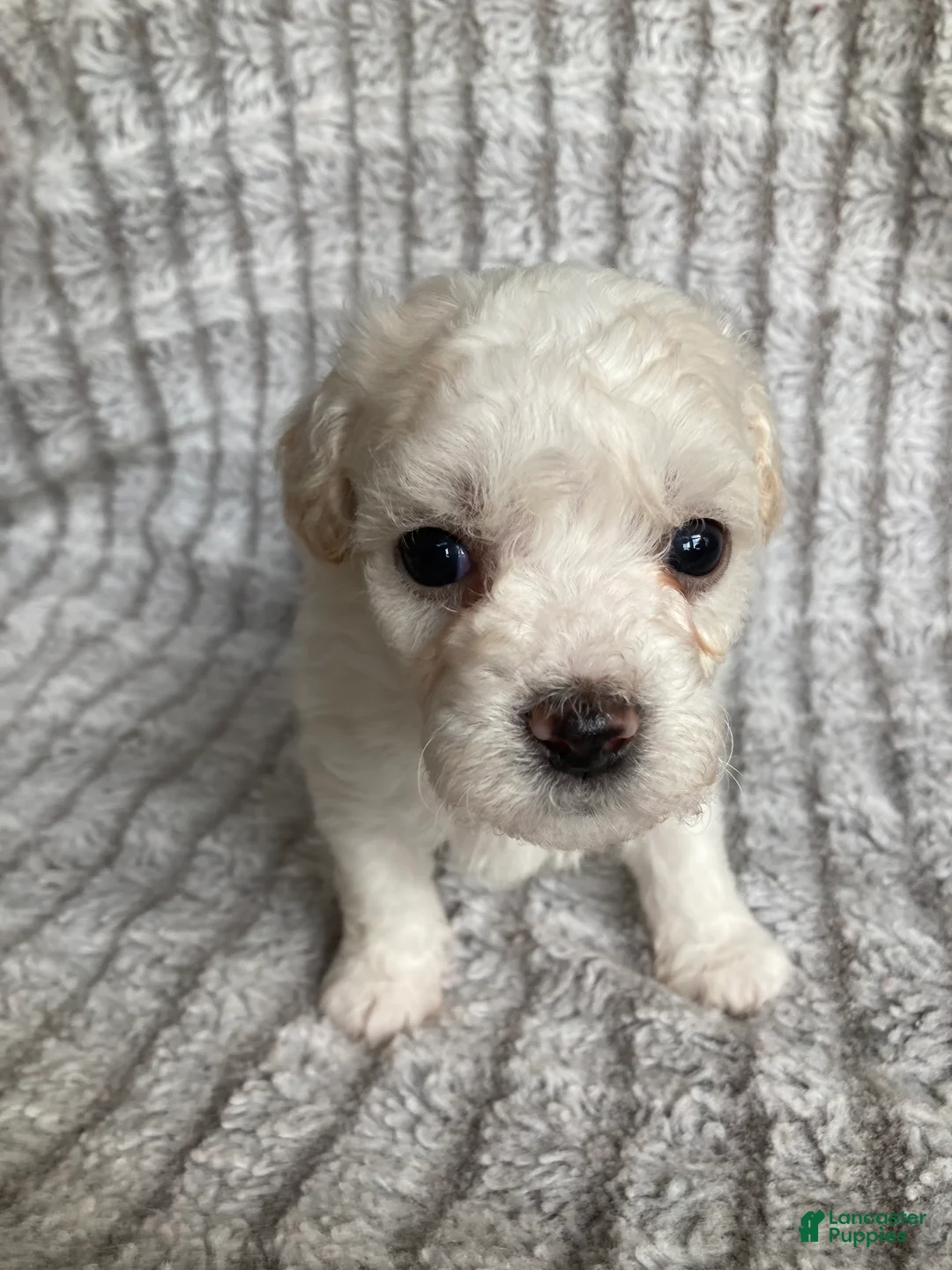Mixed Breed dogs for sale: Koda - Ad 1