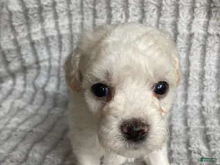 Mixed Breed dogs for sale: Koda - Ad 3