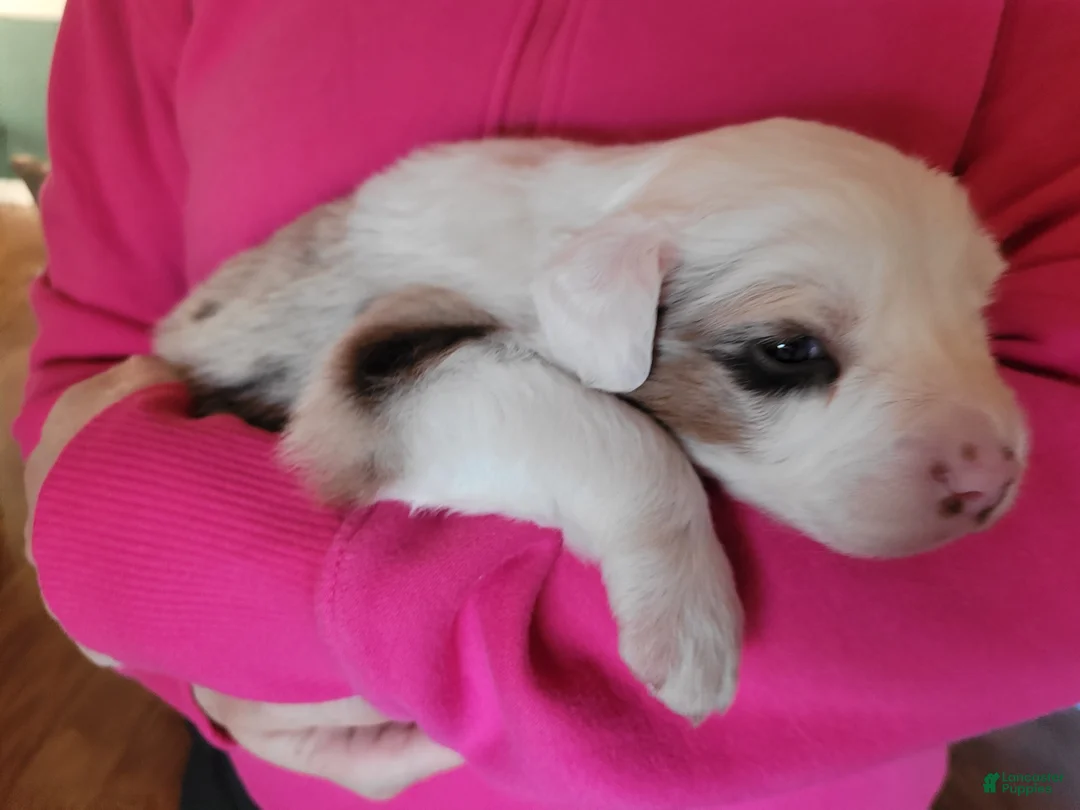 Australian Shepherd dogs for sale: Brooks - Ad 2