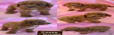 Casey