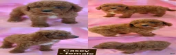 Miniature Poodle dogs for sale: Casey - Ad 1