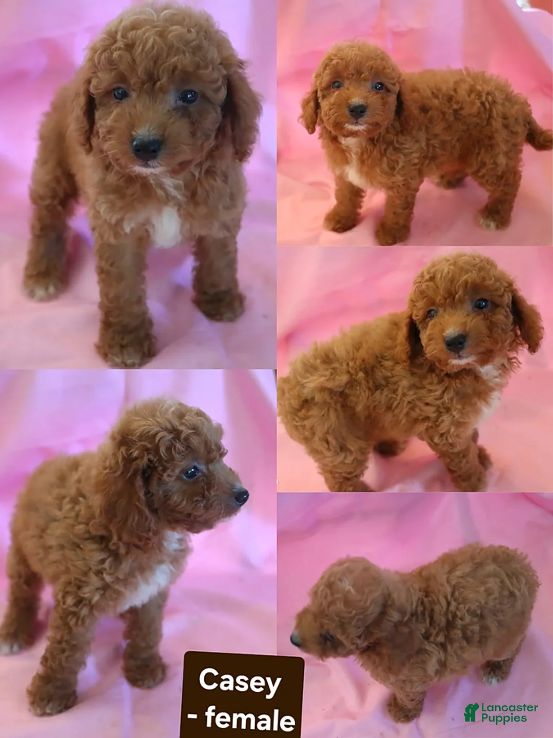 Miniature Poodle dogs for sale: Casey - Ad 1