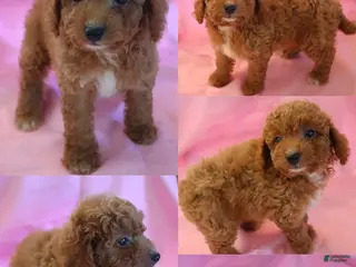 Miniature Poodle dogs Casey - Ad 2