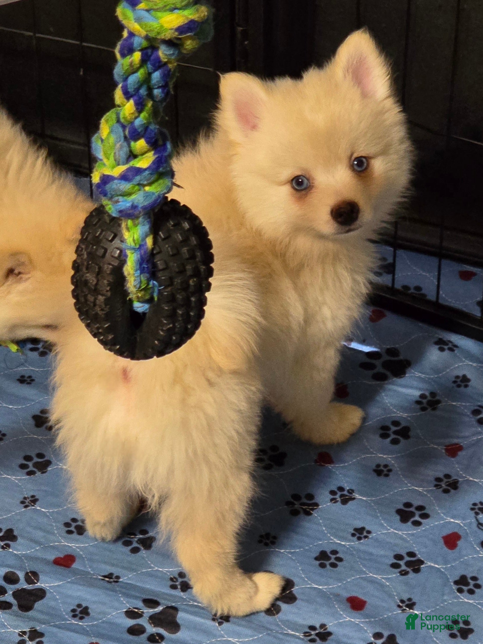 Pomsky dogs Cream boy 2 - Ad 1