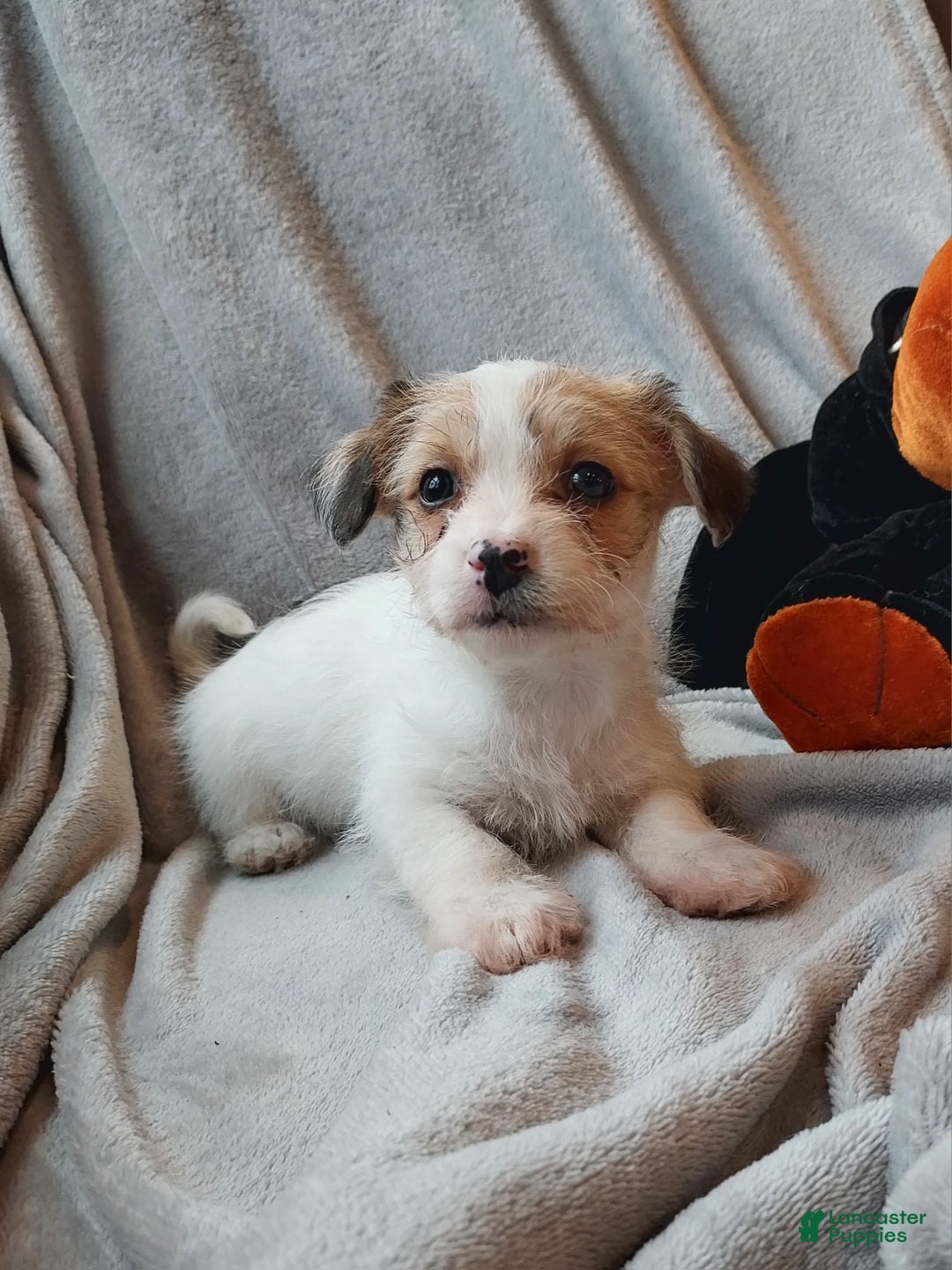 Jackapoo dogs for sale: Holly - Ad 1