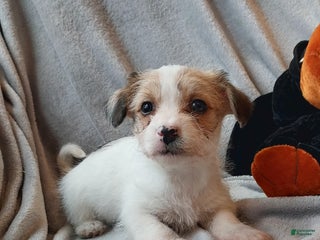 Jackapoo dogs Holly - Ad 13