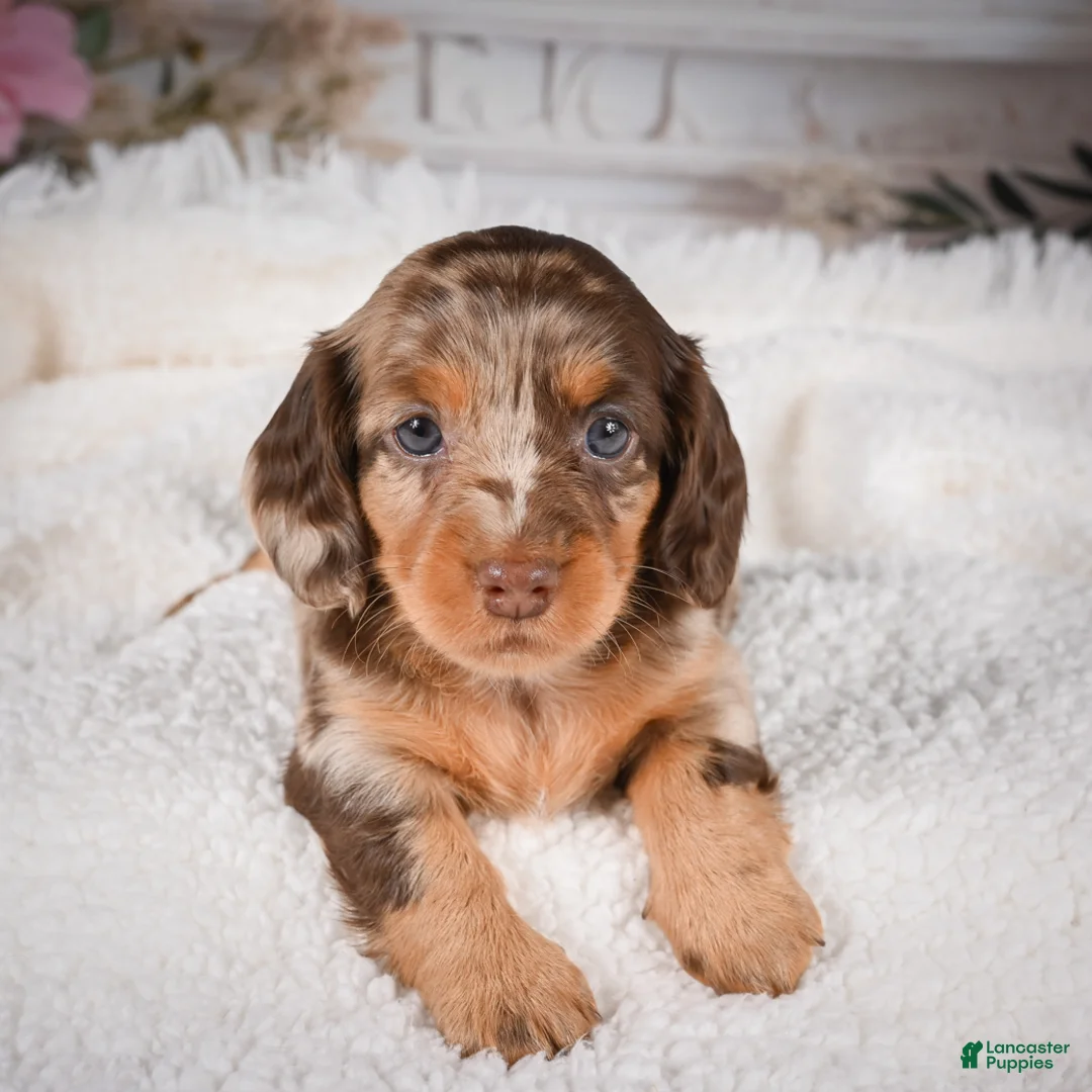 Miniature Dachshund dogs for sale: AKC-Khloe - Ad 2