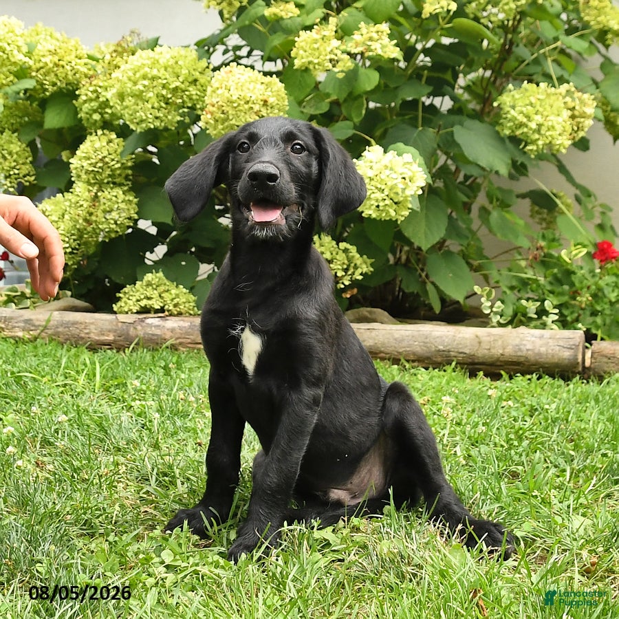 Labradoodle dogs Dasher - Ad 2