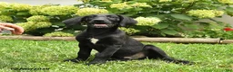Labradoodle dogs for sale: Dasher - Ad 2