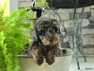 Yorkiepoo dogs for sale: Joko - Ad 2