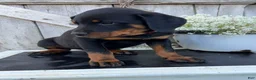 Rottweiler dogs for sale: Blaze - Ad 4