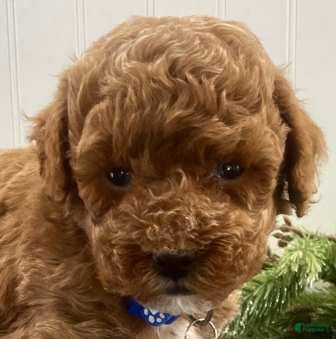 Toy Poodle dogs for sale: Buddy - Ad 3