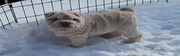 Shar Pei dogs for sale: Blizzard mini - Ad 11
