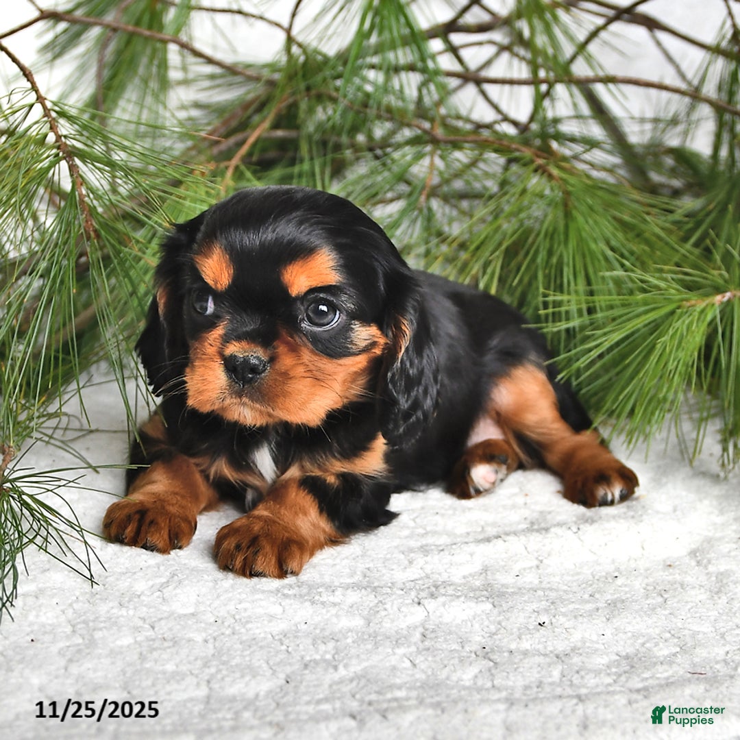 Cavalier King Charles Spaniel dogs for sale: Annika- (chocolate carrier) - Ad 2