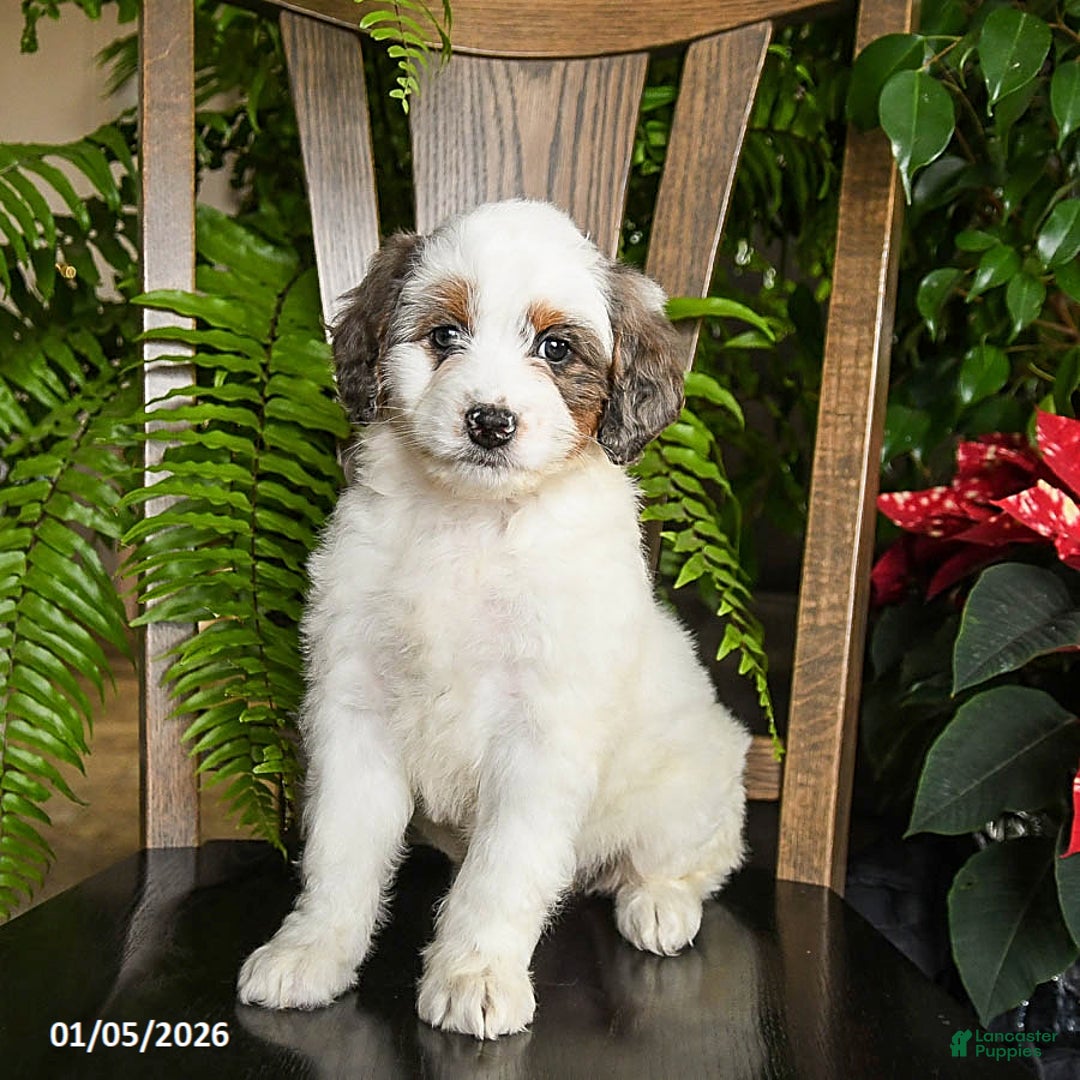 Mini Bernedoodle dogs for sale: Tango - Ad 3