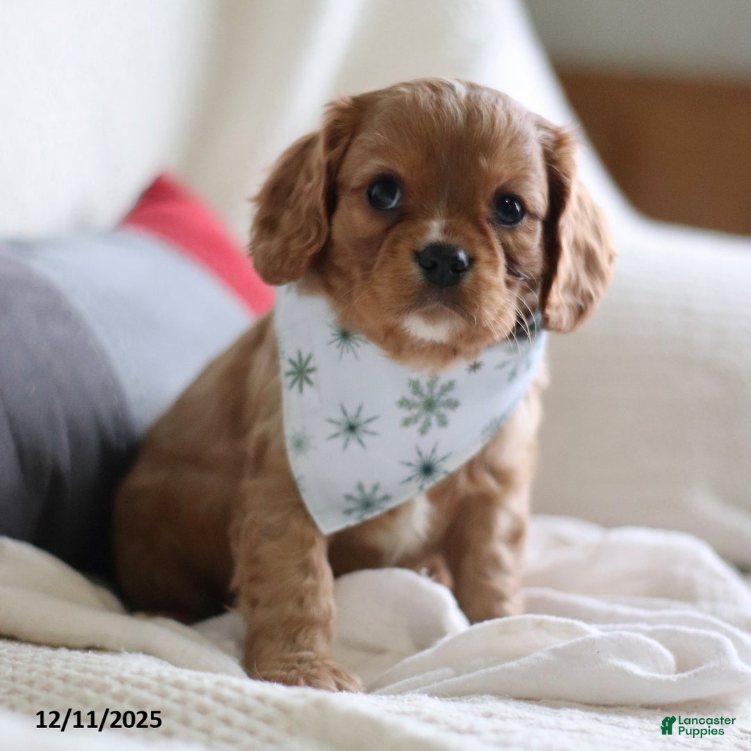 Cavalier King Charles Spaniel dogs for sale: Lemon - Ad 2