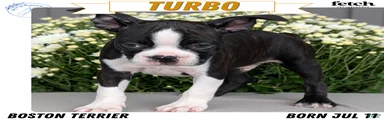 Turbo