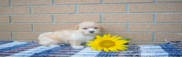 Maltipoo dogs for sale: Flora  - Ad 3
