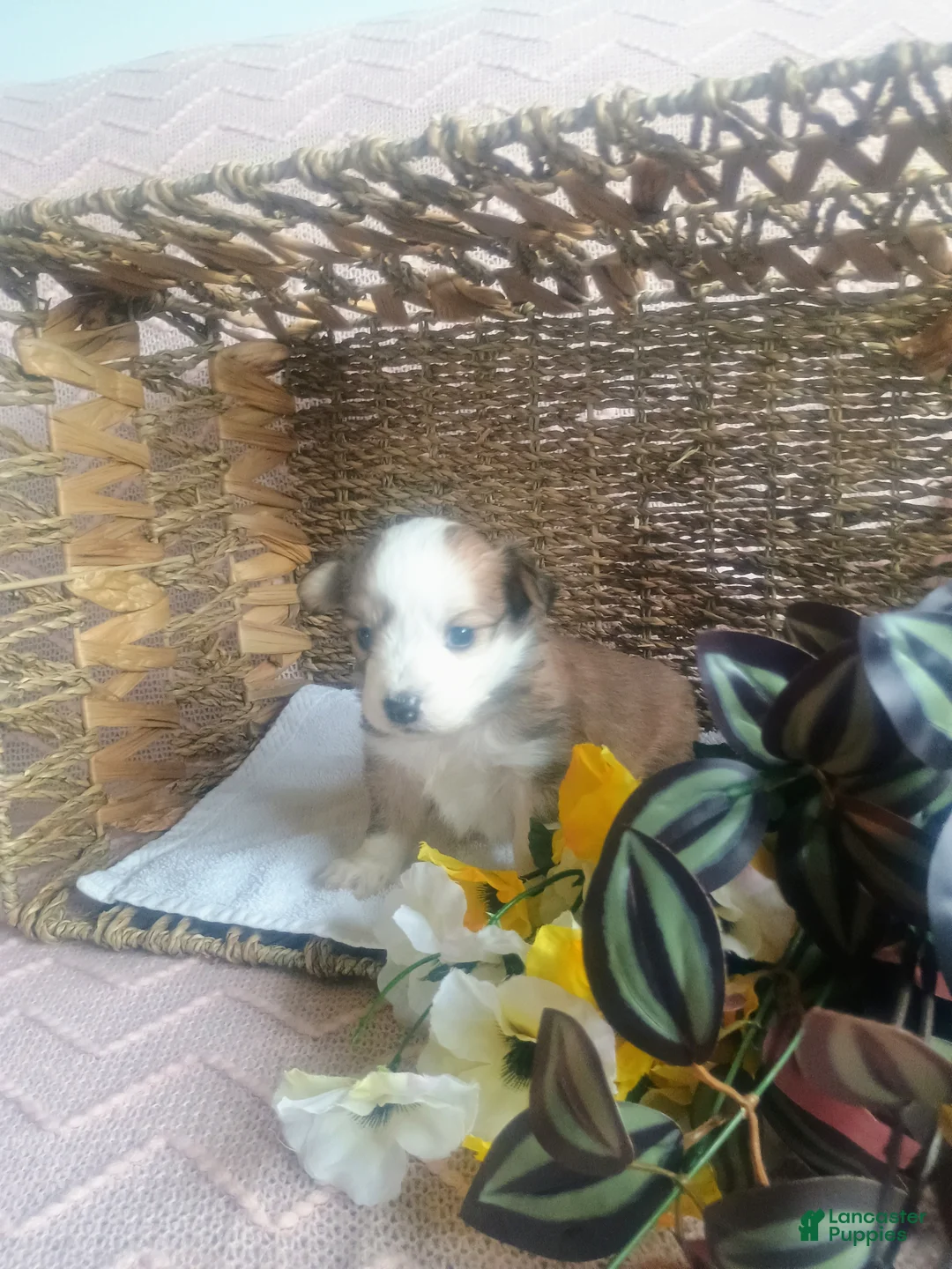 Mixed Breed dogs for sale: Mixed Breed Puppy 4 - Ad 4