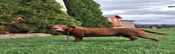 Labrador Retriever dogs for sale: Zeus  - Ad 7