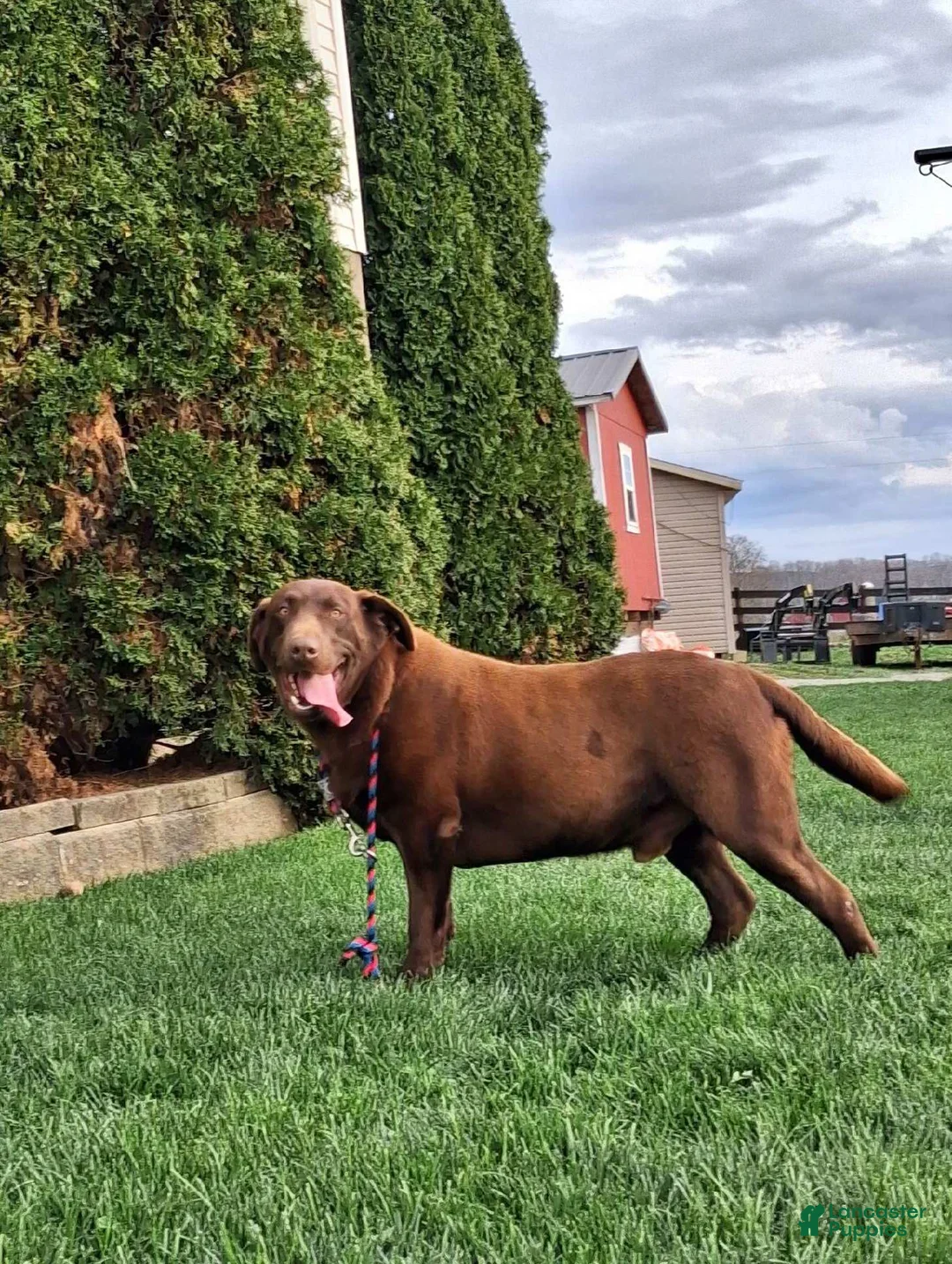 Labrador Retriever dogs for sale: Zeus  - Ad 7