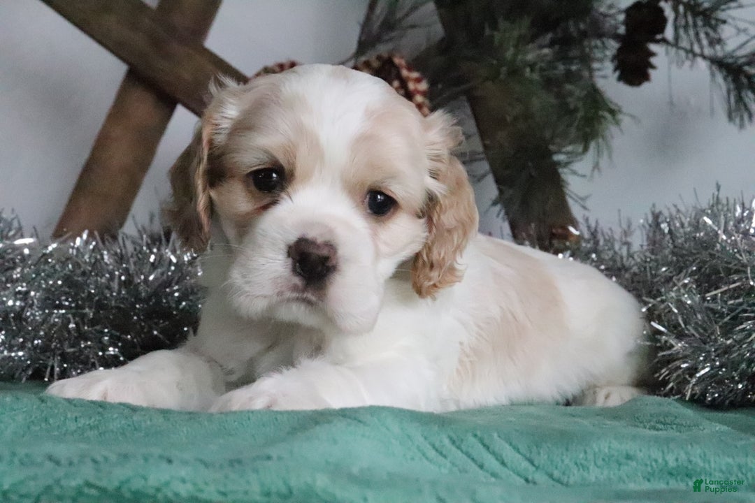 Cocker Spaniel dogs for sale: Dimond - Ad 7