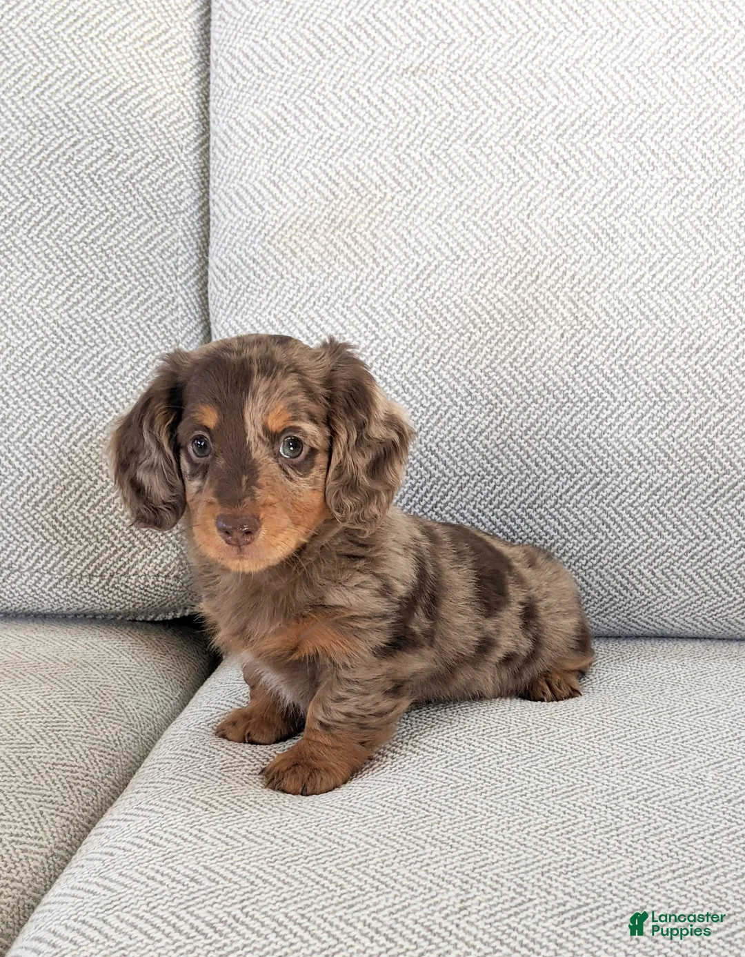 Miniature Dachshund dogs for sale: Princess  - Ad 1