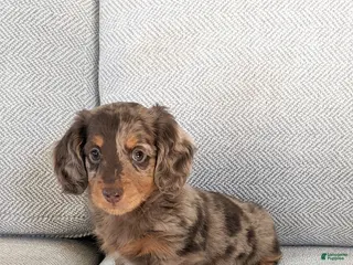 Miniature Dachshund dogs for sale: Princess - Ad 2