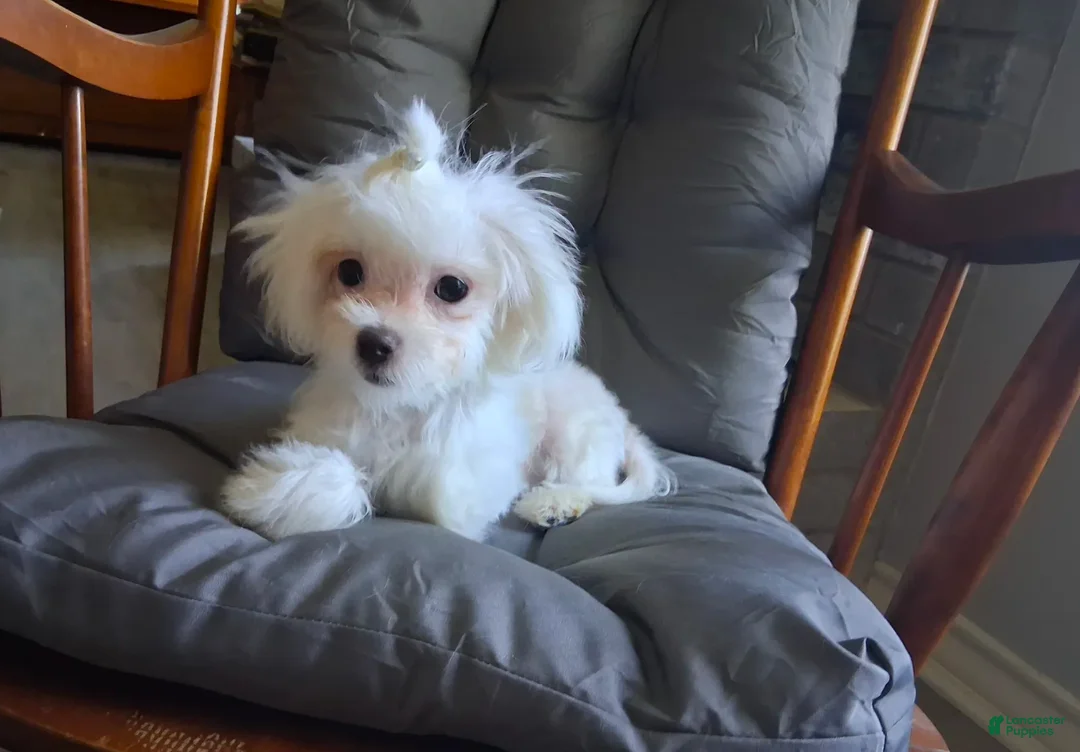 Maltese dogs for sale: Dinah - Ad 3