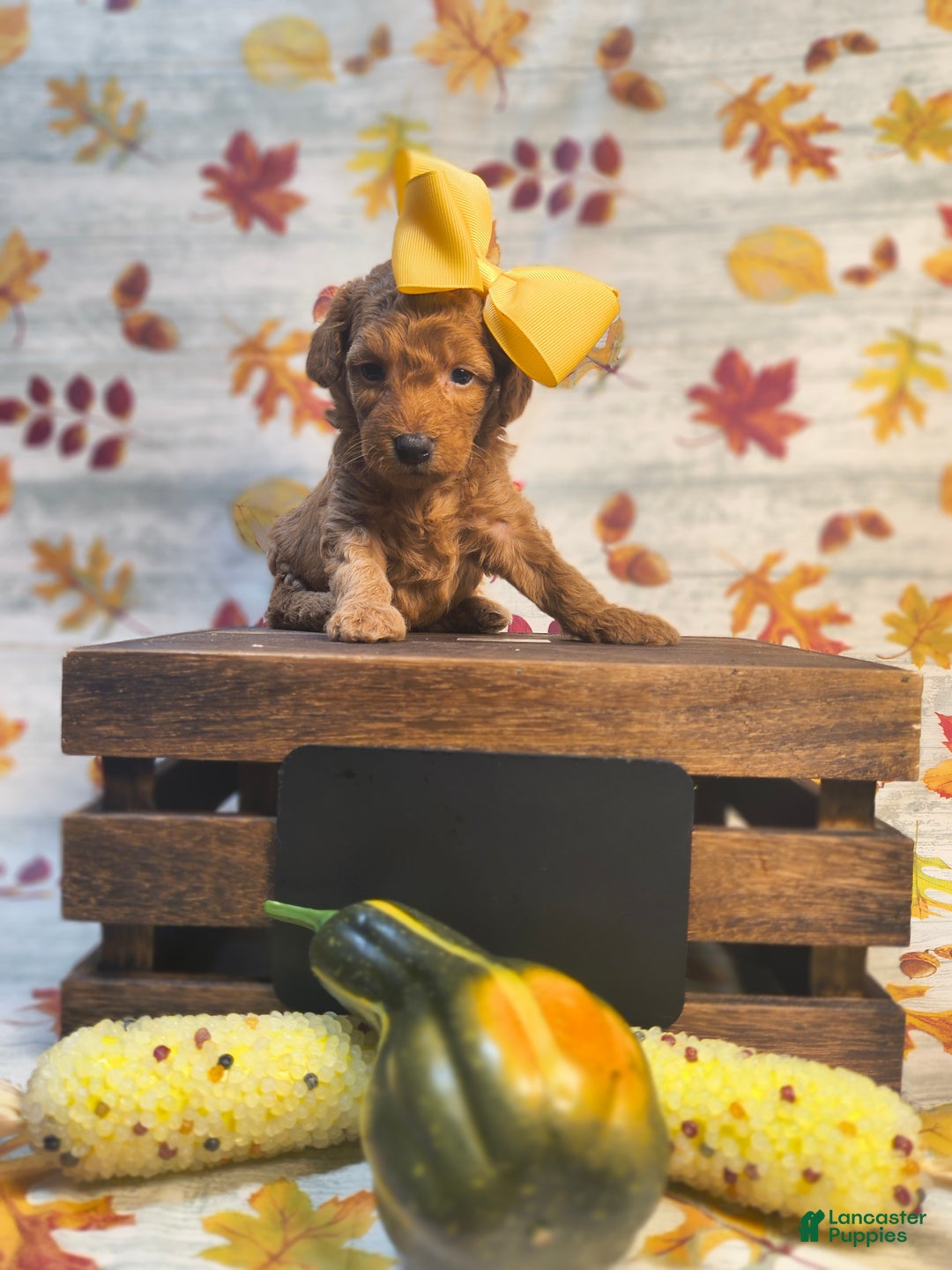 Mini Goldendoodle dogs for sale: S'more - Ad 1