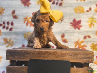Mini Goldendoodle dogs S'more - Ad 8