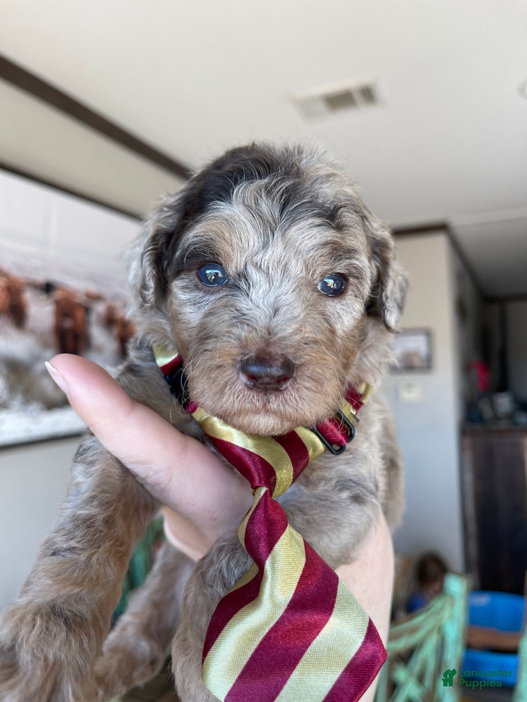 Miniature Poodle dogs for sale: Akc Chocolate Phantom Merle - Ad 9