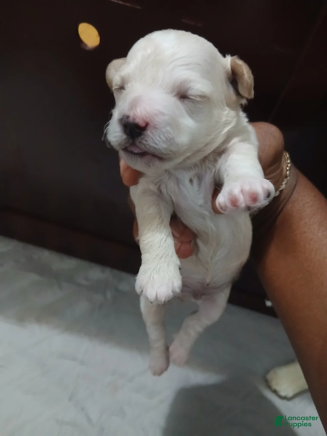 Miniature Poodle dogs for sale: Miniature Poodle 1 - Ad 1